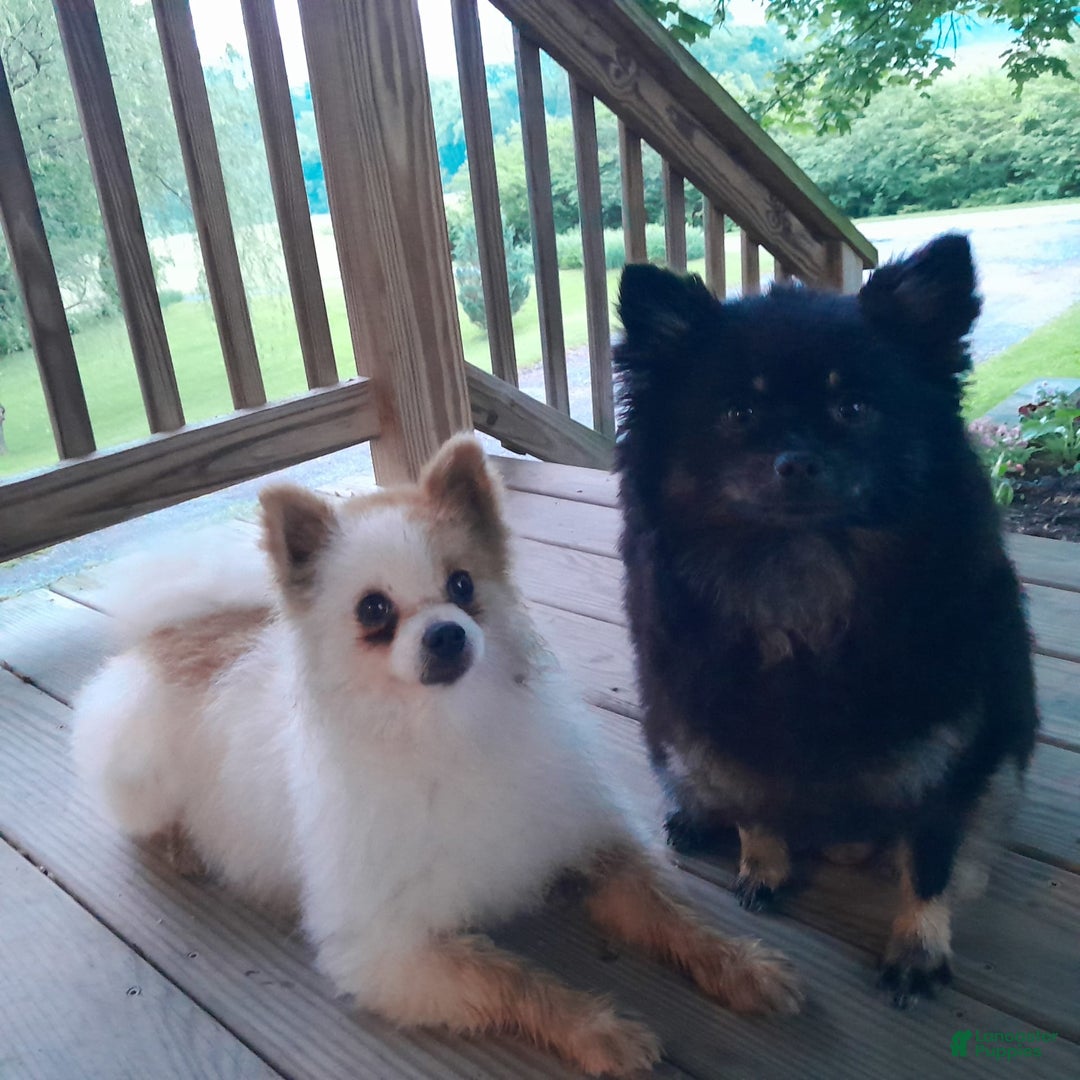 Pomeranian dogs for sale: Andi - Image 9