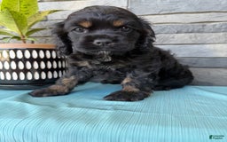 Cocker Spaniel dogs for sale: Tara - Image 7