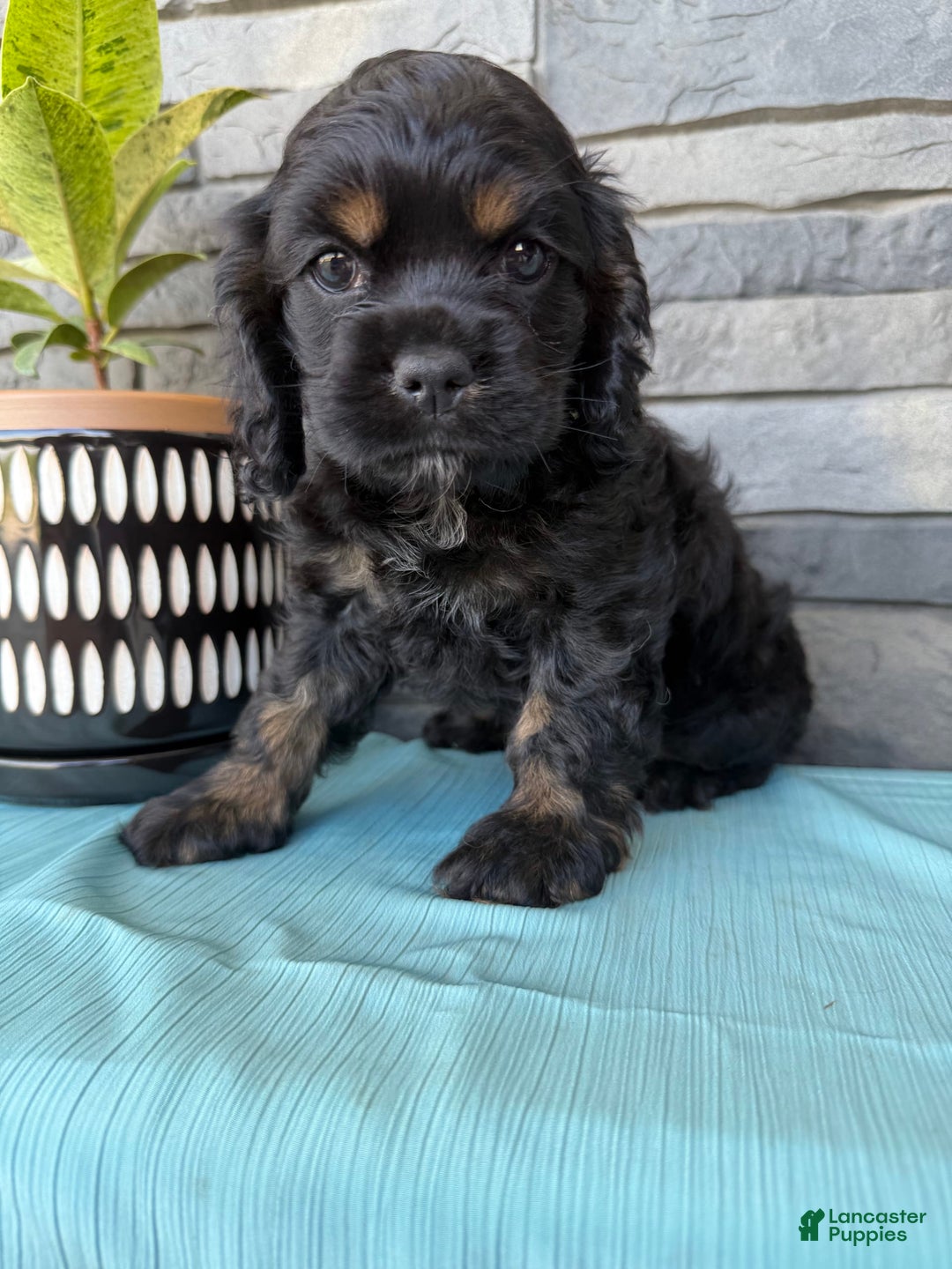 Cocker Spaniel dogs for sale: Tara - Image 7