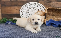 Labrador Retriever dogs for sale: Roman - Image 4