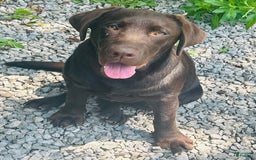 Labrador Retriever dogs for sale: Sadie - Image 2