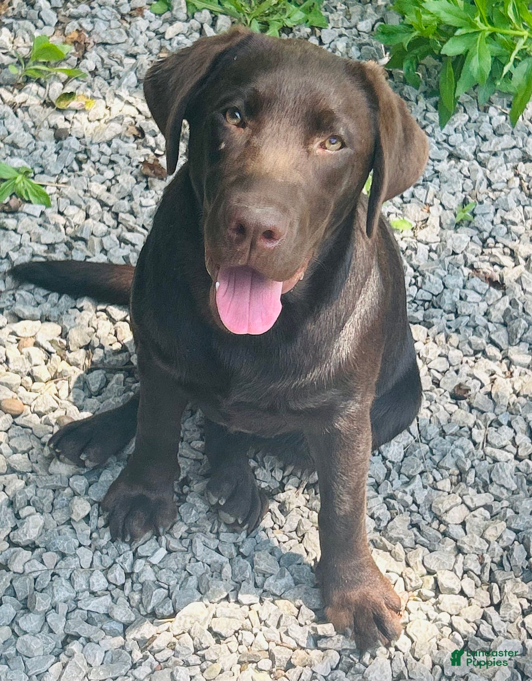 Labrador Retriever dogs for sale: Sadie - Image 2