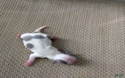 Chihuahua dogs for sale: Zane - Image 1