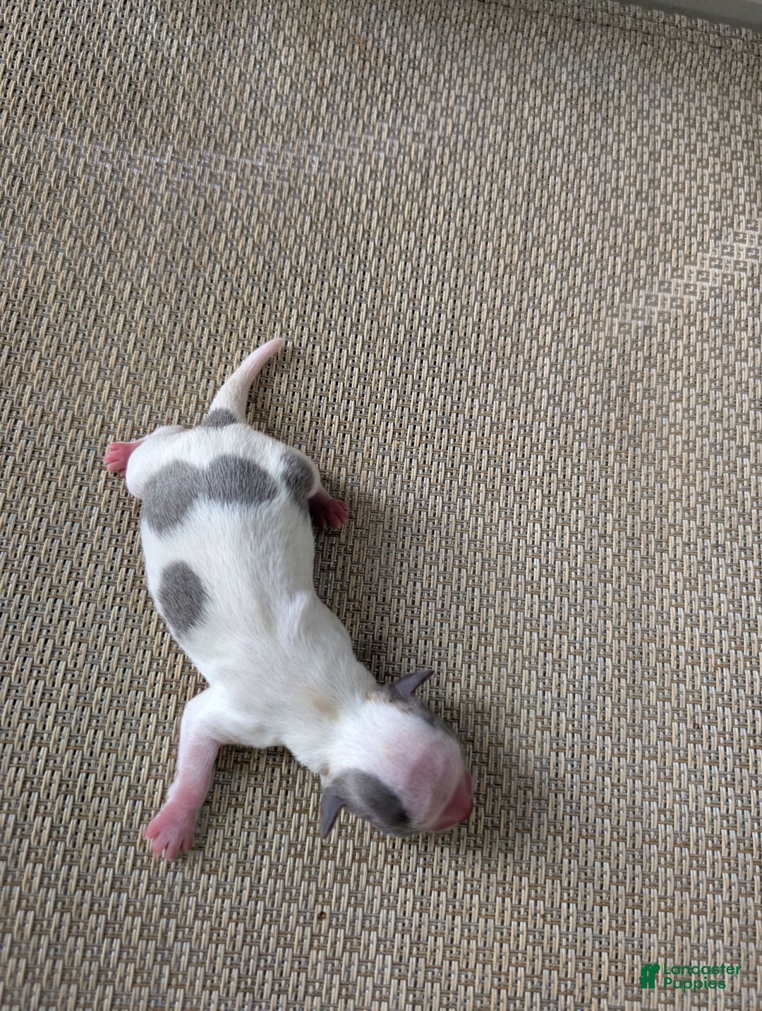Chihuahua dogs for sale: Zane - Image 1