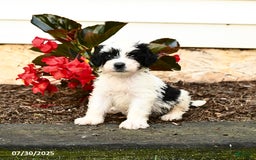 Mini Bernedoodle dogs for sale: Chip - Image 3