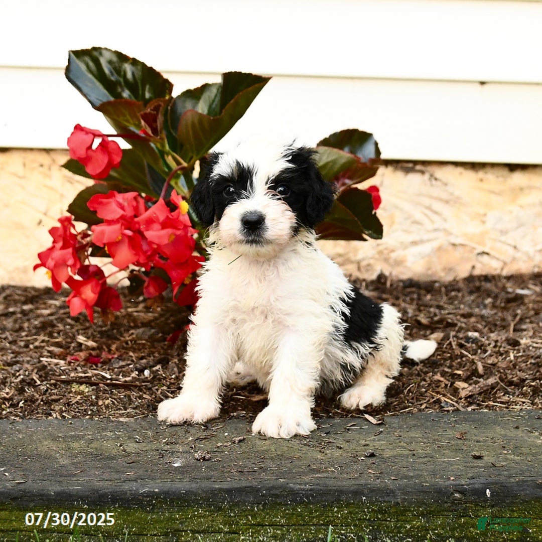 Mini Bernedoodle dogs for sale: Chip - Image 3