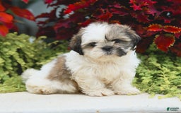 Shih Tzu dogs for sale: Genesis - Image 2