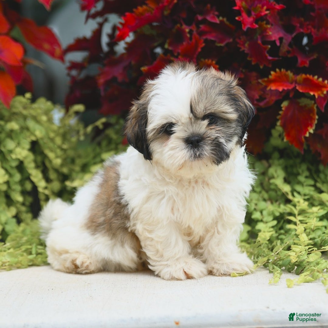 Shih Tzu dogs for sale: Genesis - Image 2