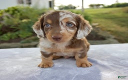 Miniature Dachshund dogs for sale: Finley - Image 10