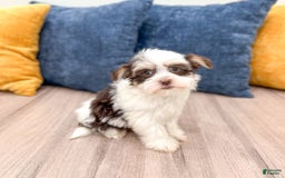 Havanese dogs for sale: Buddy - Image 2