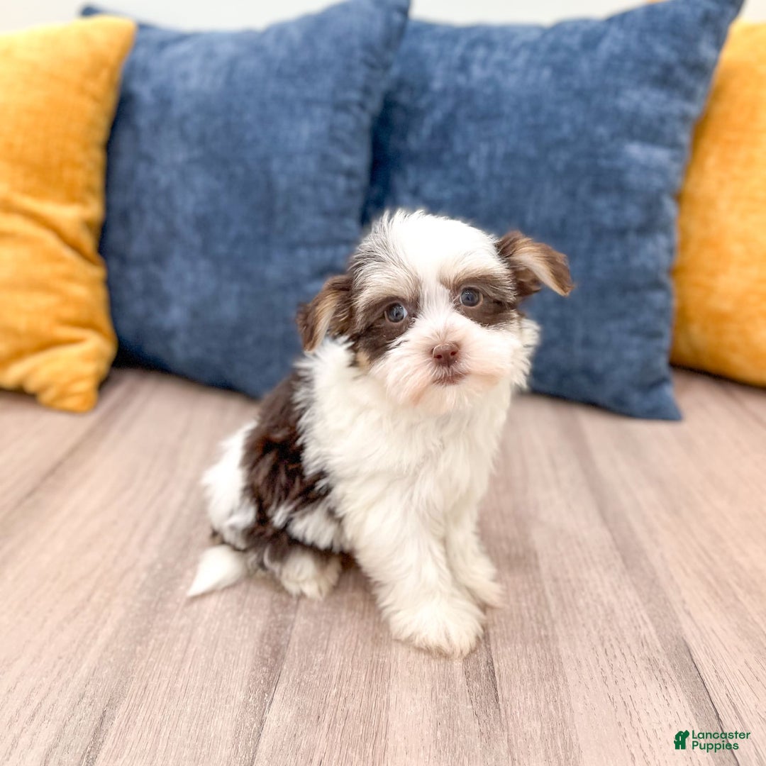 Havanese dogs for sale: Buddy - Image 2