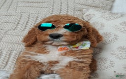 Goldendoodle dogs for sale: Blair - Image 3