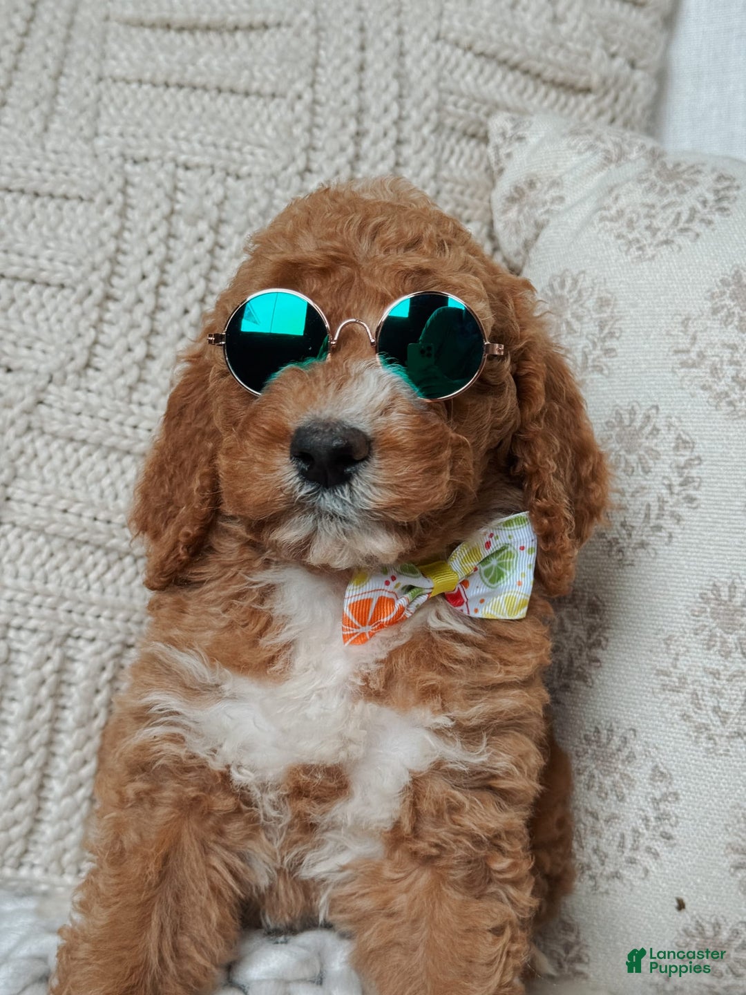 Goldendoodle dogs for sale: Blair - Image 3