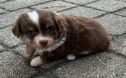  dogs for sale: Ladybug - Image 4