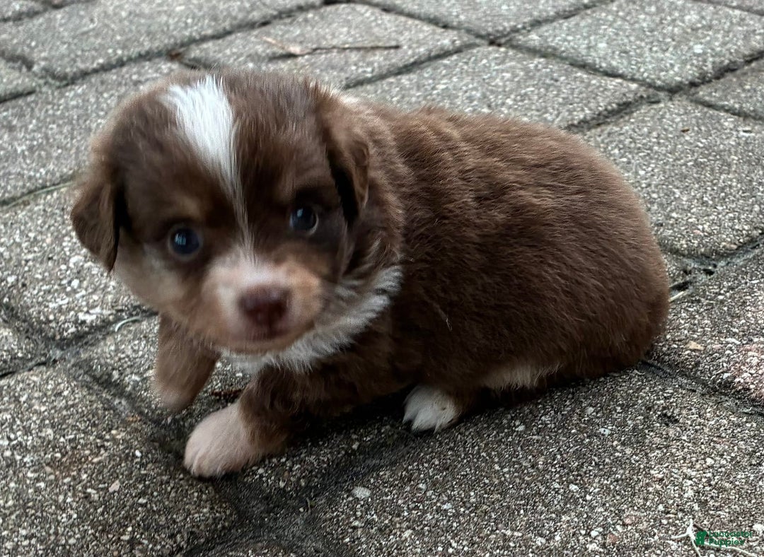  dogs for sale: Ladybug - Image 4