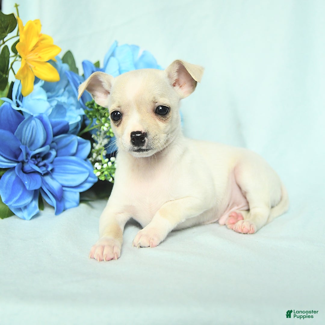 Chihuahua dogs for sale: Mark - Image 5