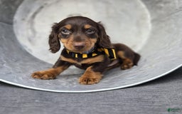 Miniature Dachshund dogs for sale: Toby - Image 3