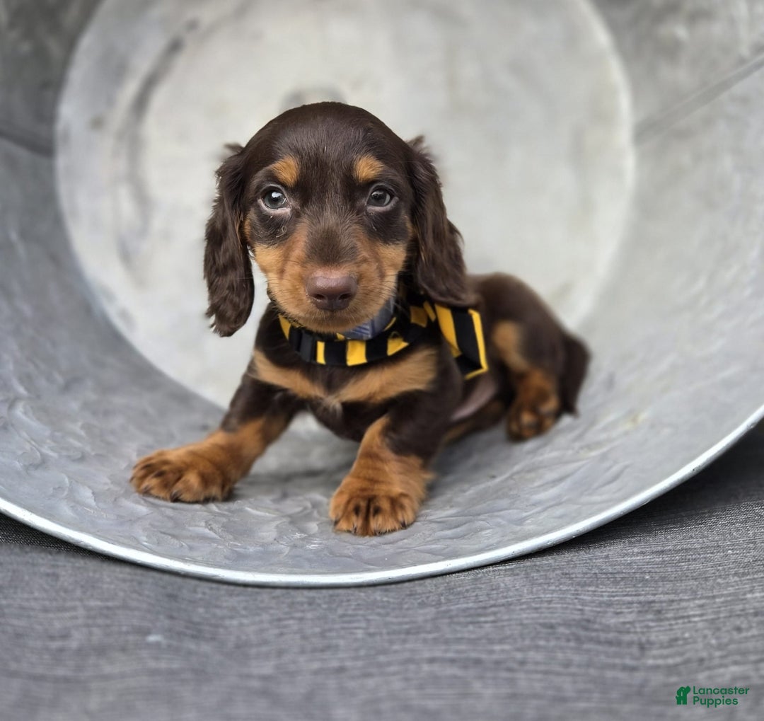 Miniature Dachshund dogs for sale: Toby - Image 3