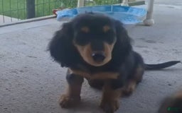Miniature Dachshund dogs for sale: Miniature Dachshund 4 puppies - Image 6