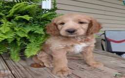 Goldendoodle dogs for sale: Lolly - Image 2