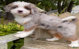 Mini Bernedoodle dogs for sale: 💜 Boston Ma 💜 Mini Bernedoodle - Image 23