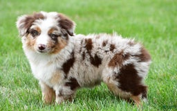 Australian Shepherd dogs for sale: Dexter - Image 7