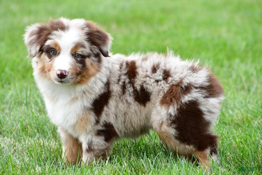 Australian Shepherd dogs for sale: Dexter - Image 7