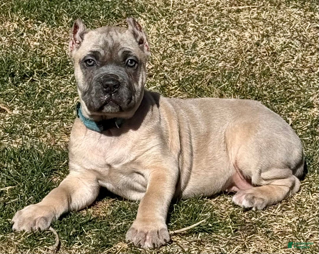 Cane Corso dogs for sale: Georgia - Image 18