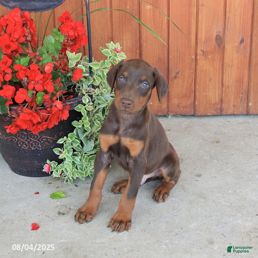 Doberman Pinscher dogs for sale: Diesel - Image 4