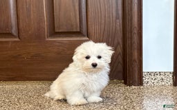 Coton De Tulear dogs for sale: Coton Male 1 - Image 2