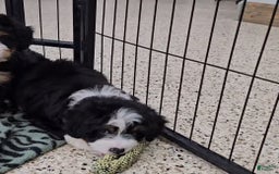 Mini Bernedoodle dogs for sale: Lennon Mini - Image 8