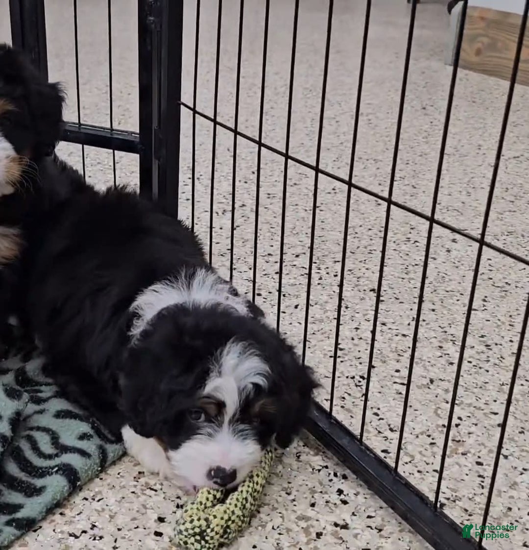 Mini Bernedoodle dogs for sale: Lennon Mini - Image 8