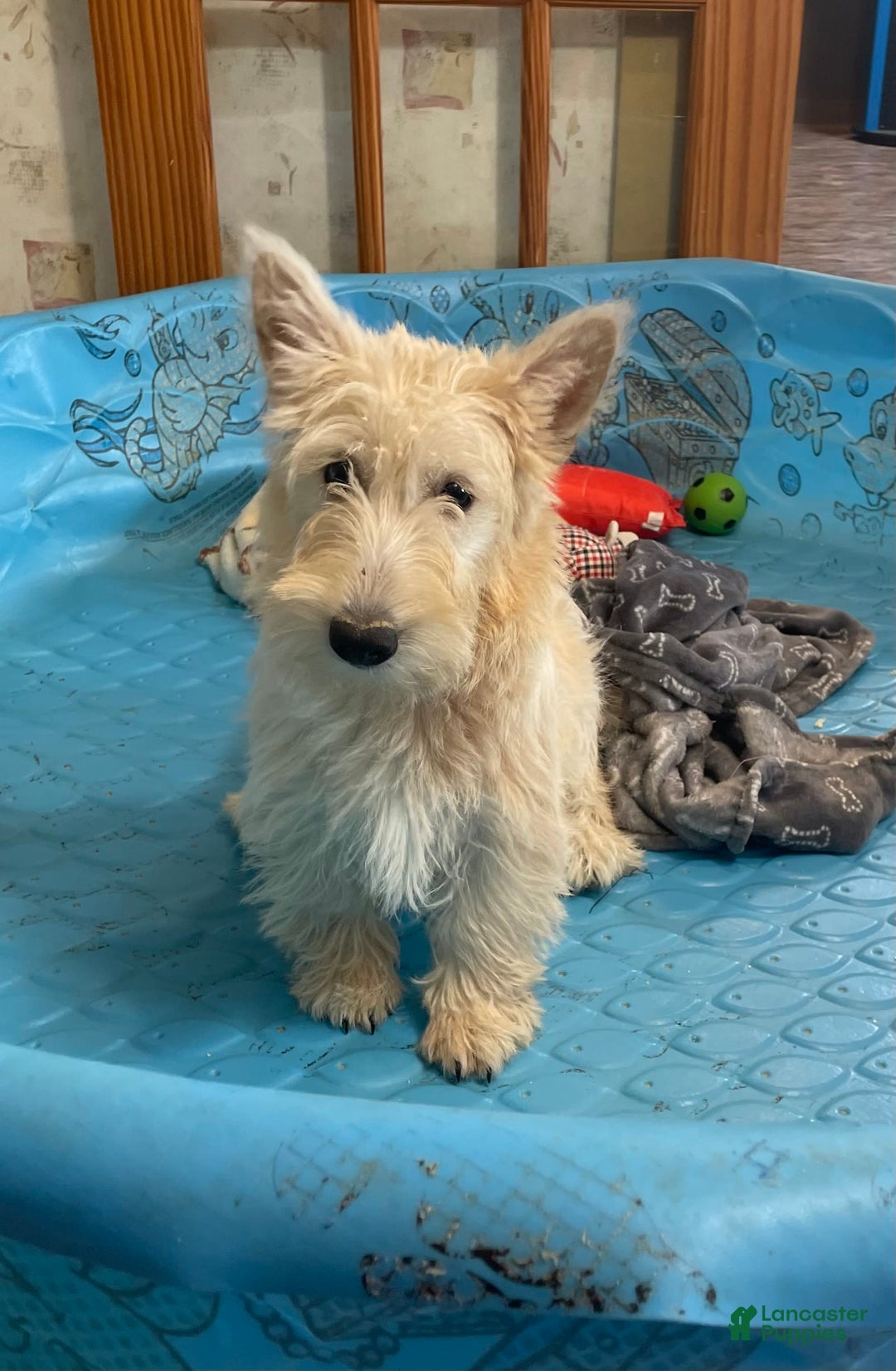 Scottish Terrier dogs for sale: Simone - Image 3
