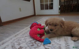 Golden Retriever dogs for sale: Starburst - Image 23