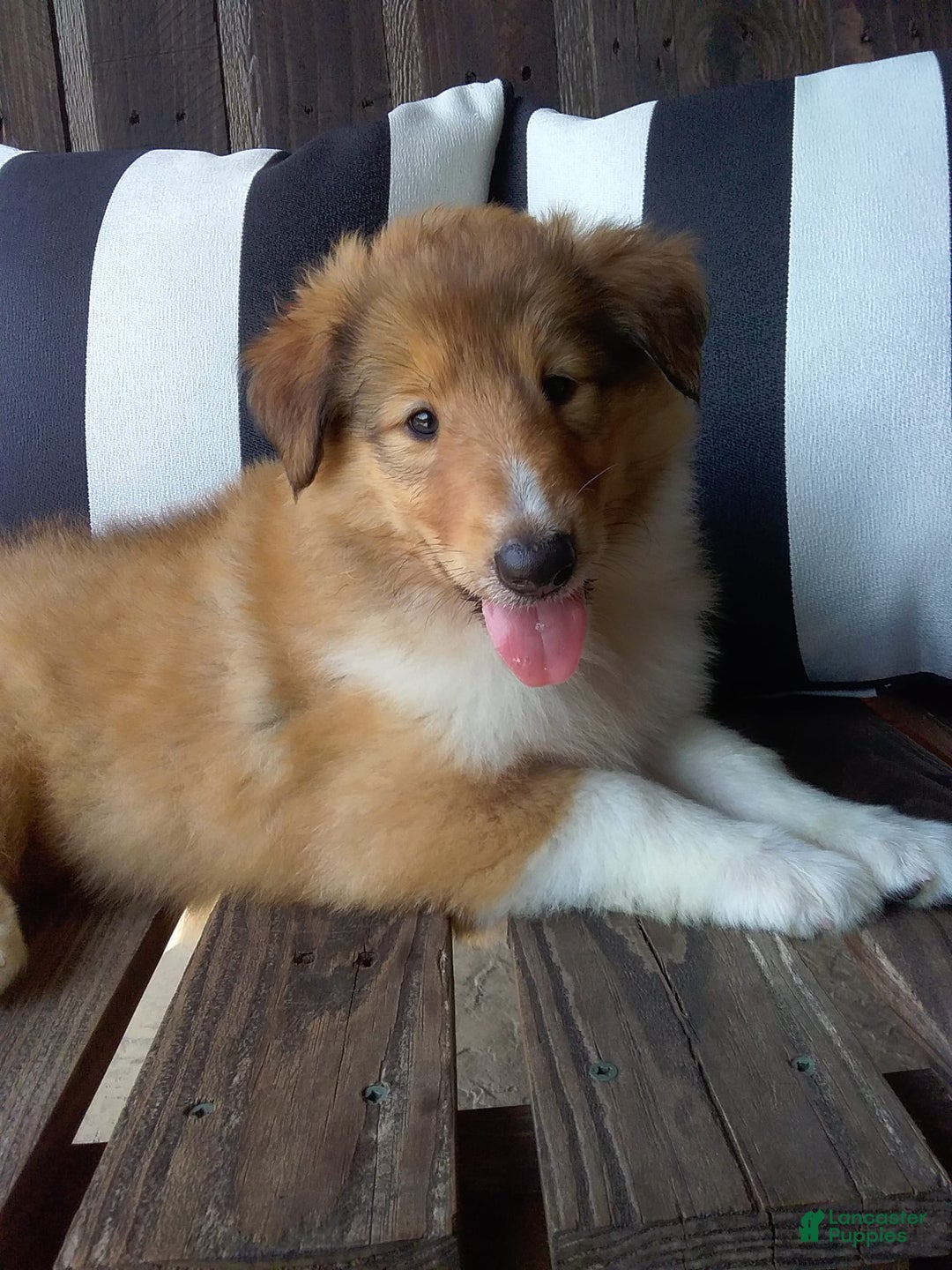Collie dogs for sale: Buttercup - Image 2
