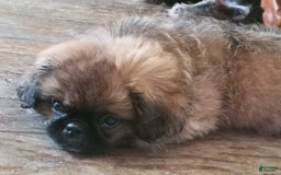 Pekingese dogs for sale: Skippy - Image 10
