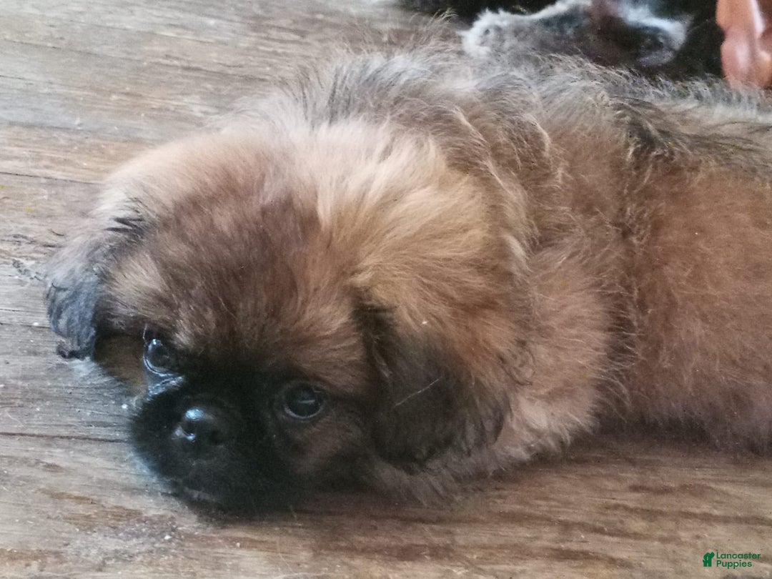 Pekingese dogs for sale: Skippy - Image 10