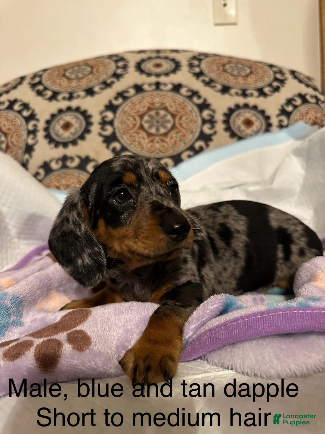 Dachshund dogs for sale: Oreo - Image 1