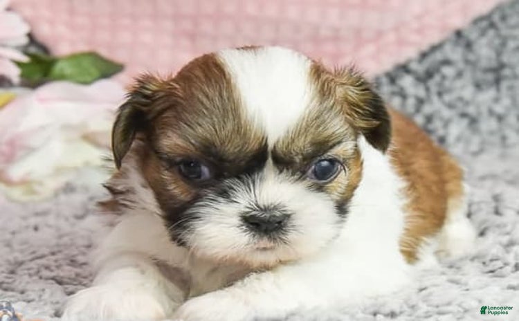 Shih Tzu dogs for sale - Ad 2