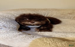 Shihpoo dogs for sale: Shih-Poo 3 puppies - Image 1