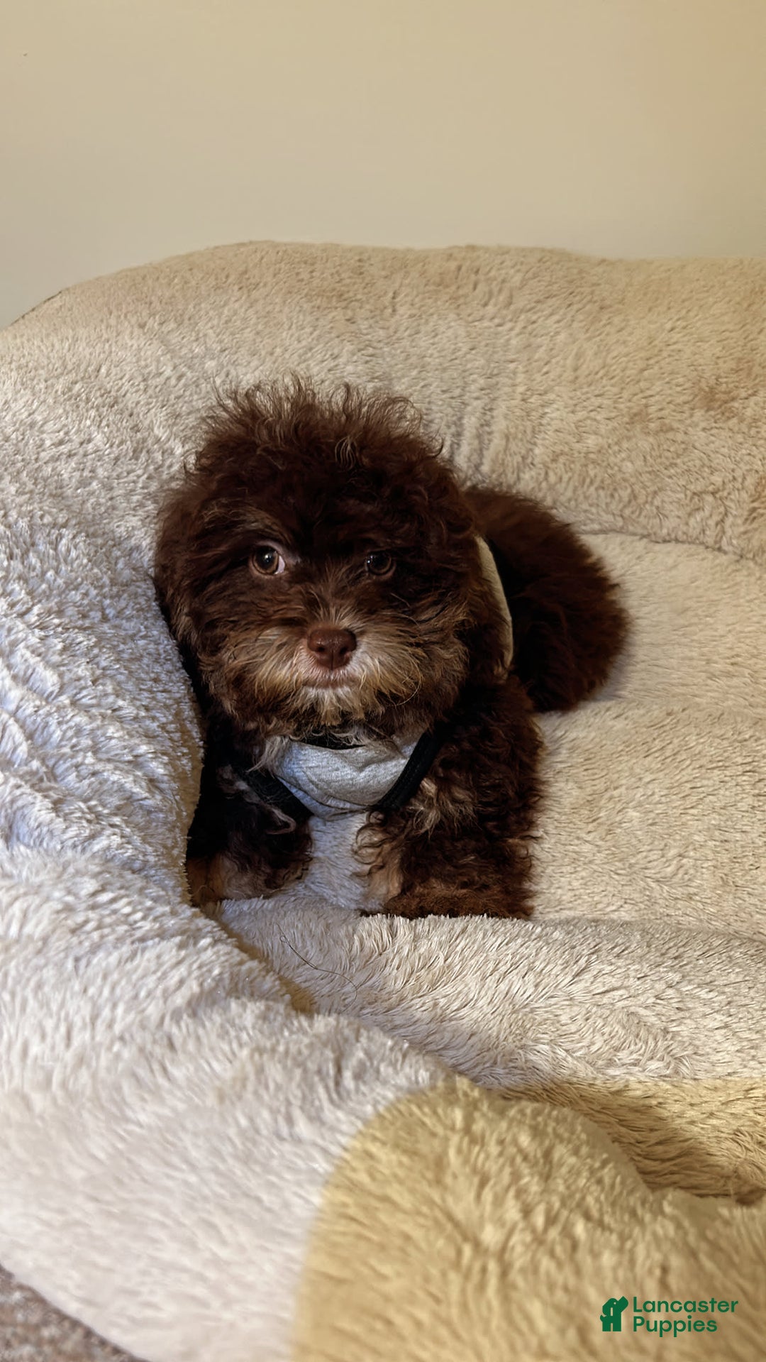 Shihpoo dogs for sale: Shih-Poo 3 puppies - Image 1