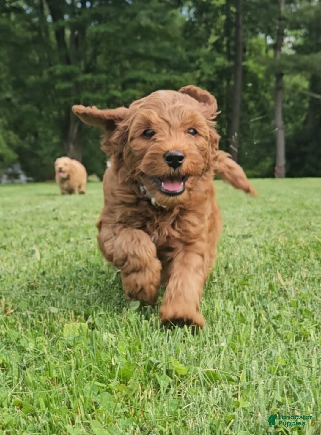 Miniature Poodle dogs for sale: Milo - Image 4