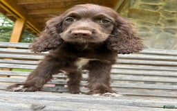 Cocker Spaniel dogs for sale: Cocker Spaniel 4 puppies - Image 26