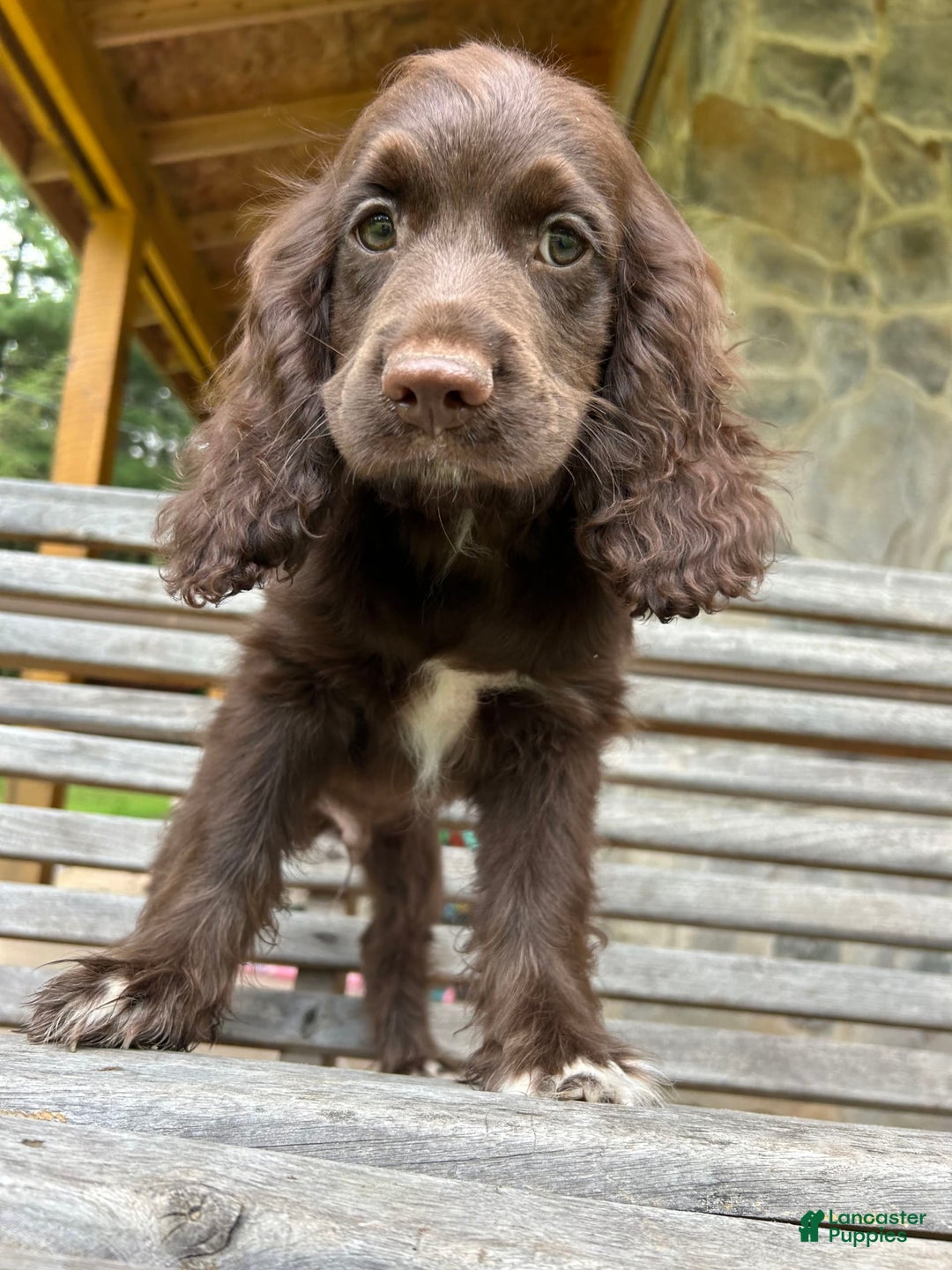 Cocker Spaniel dogs for sale: Cocker Spaniel 4 puppies - Image 26