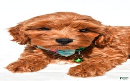 Cockapoo dogs for sale: Skye - Image 6