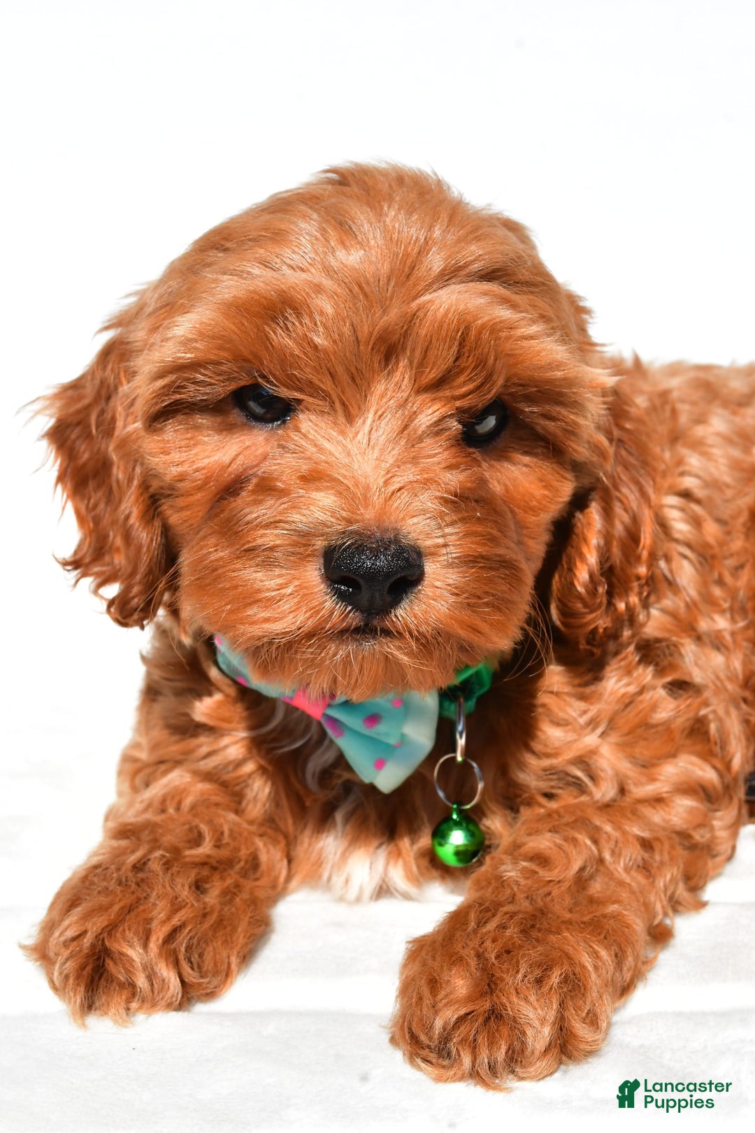 Cockapoo dogs for sale: Skye - Image 6