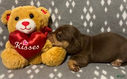 Miniature Dachshund dogs for sale: Brown And Tan Male - Image 2