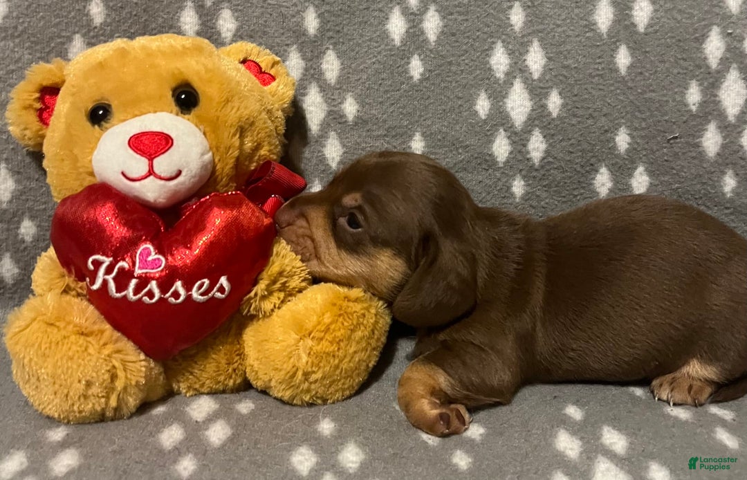 Miniature Dachshund dogs for sale: Brown And Tan Male - Image 2