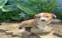 Welsh Corgi Pembroke dogs for sale: Pippy - Image 3