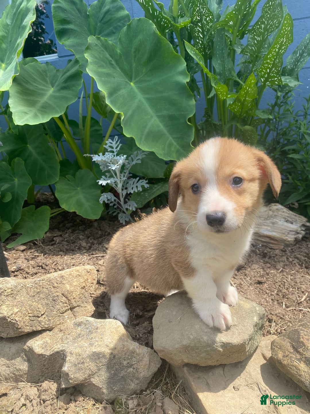 Welsh Corgi Pembroke dogs for sale: Pippy - Image 3